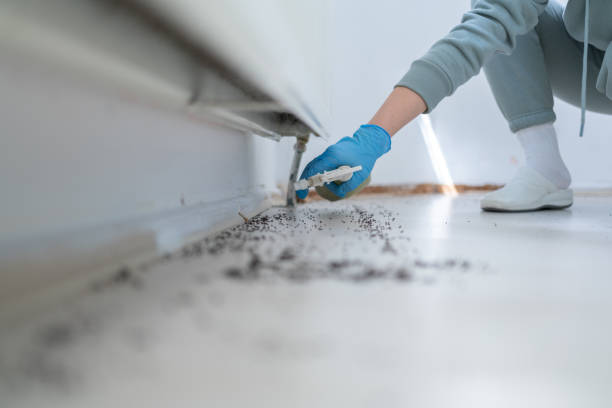 Best Wasp Removal Services  in Harlem, GA